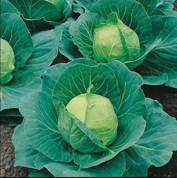 Veg Seed Kit (X15 seed packs) The Conscious Seed