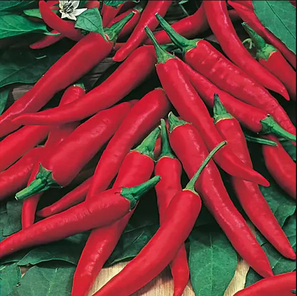 Grow Your Own Survival Seed Kit The Conscious Seed