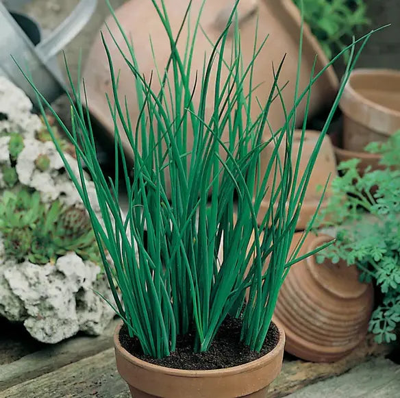Grow Your Own Survival Seed Kit The Conscious Seed