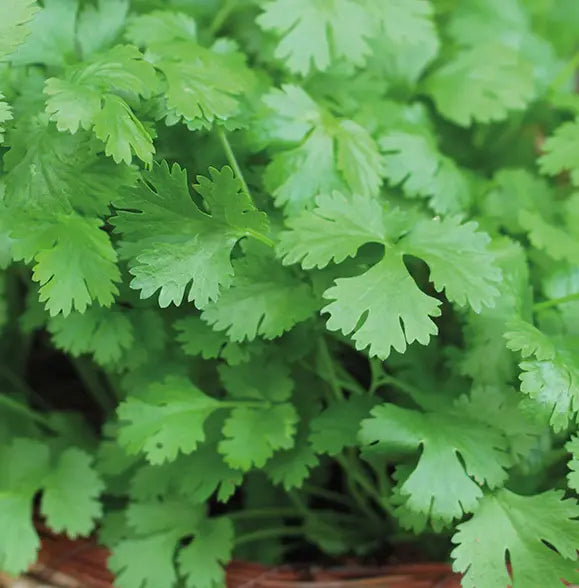 Grow Your Own Survival Seed Kit The Conscious Seed