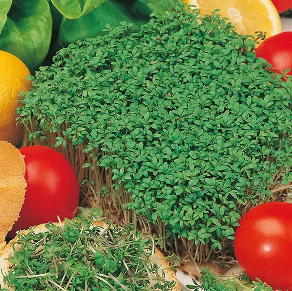 Salad Seed Kit (X15 seed packs) The Conscious Seed