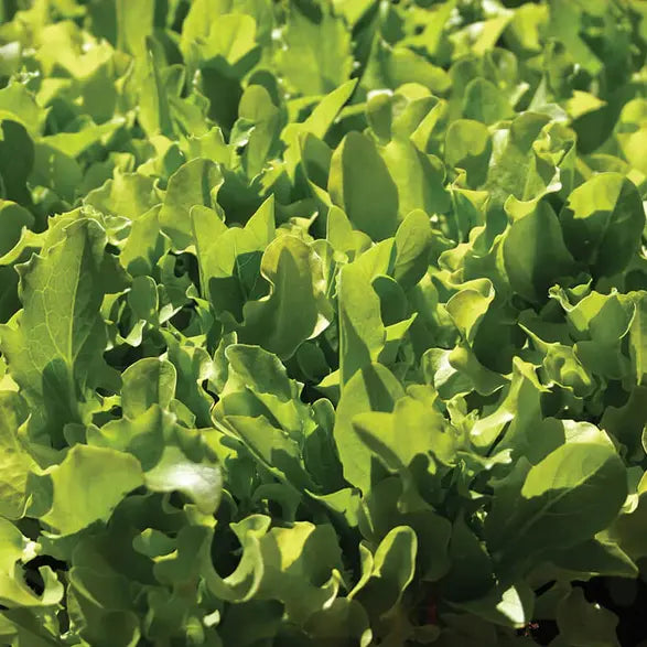 Grow Your Own Survival Seed Kit The Conscious Seed