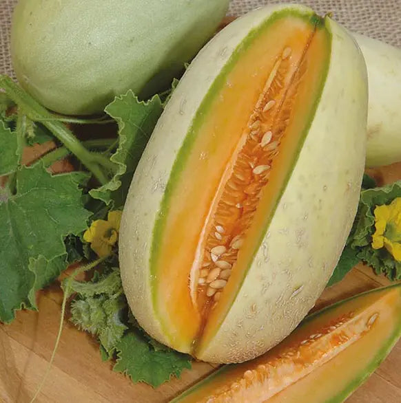 Grow Your Own Survival Seed Kit The Conscious Seed